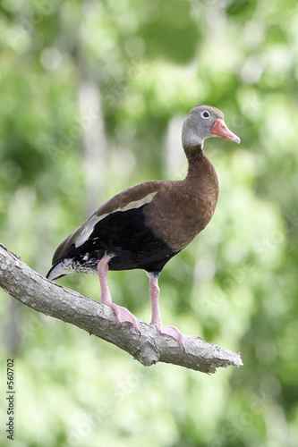 black-bellied whistling-duck (dendrocygna autumnalis)