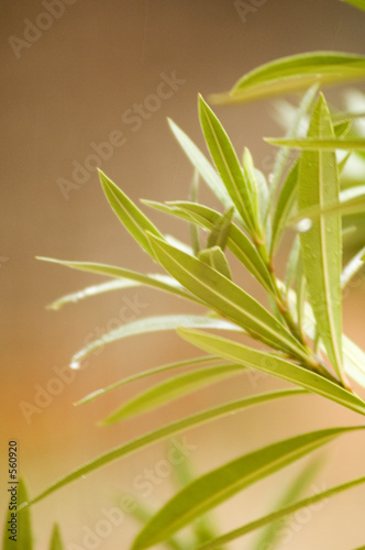 il pleut sur le jardin