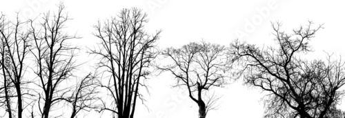 trees