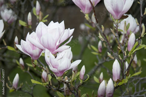 camelias