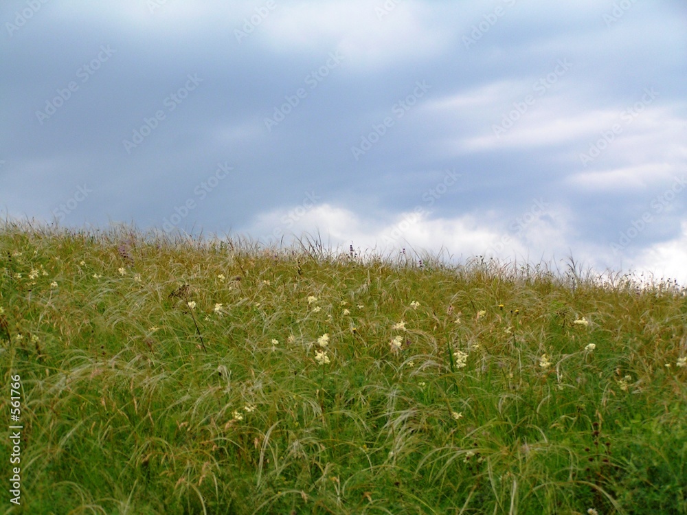 alpine meadow