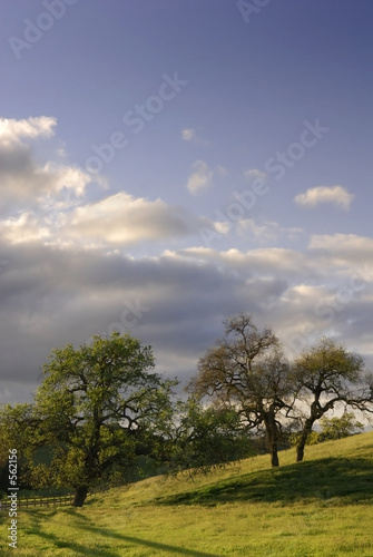 oak trees, grass, & sky