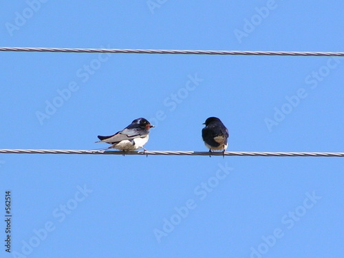 the birds