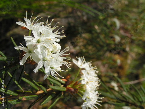bog flower
