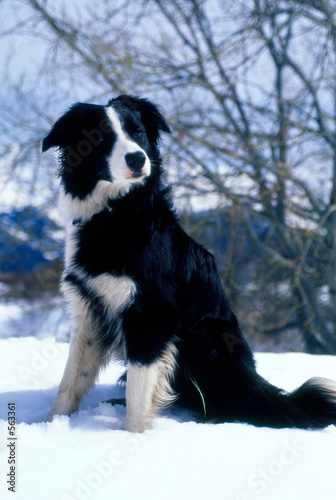 mascotte le chien