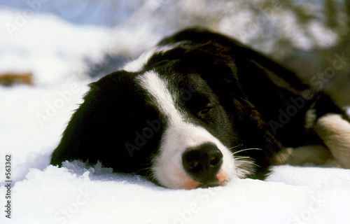 mascotte le chien2