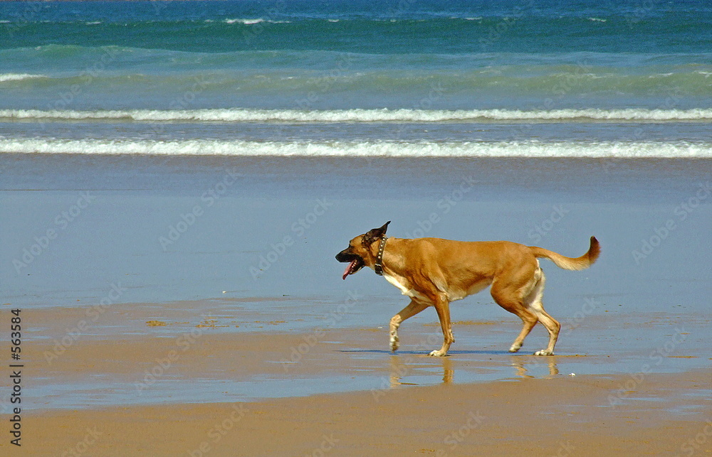perro en la playa perro en la playa