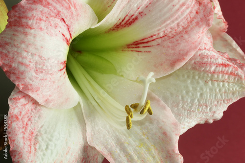 amaryllis blossom