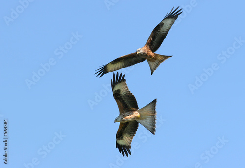 red kite eagles flying together