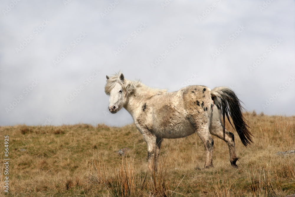 Fototapeta premium wild mountain pony