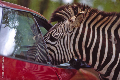 zèbre en voiture