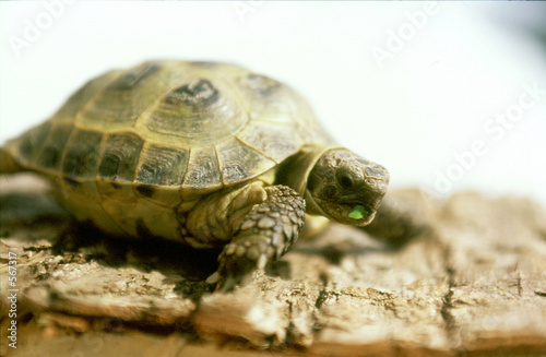 tortue