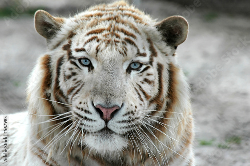 tigre blanc b photo