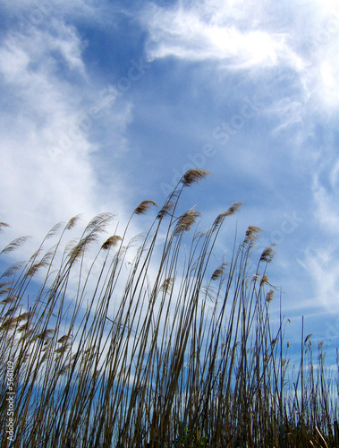 joncs en camargue photo