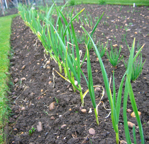 garlic
