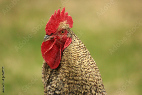 close portrait of a cock on a field