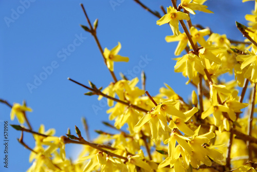 Fotografie, Tablou spring bloom forsythia