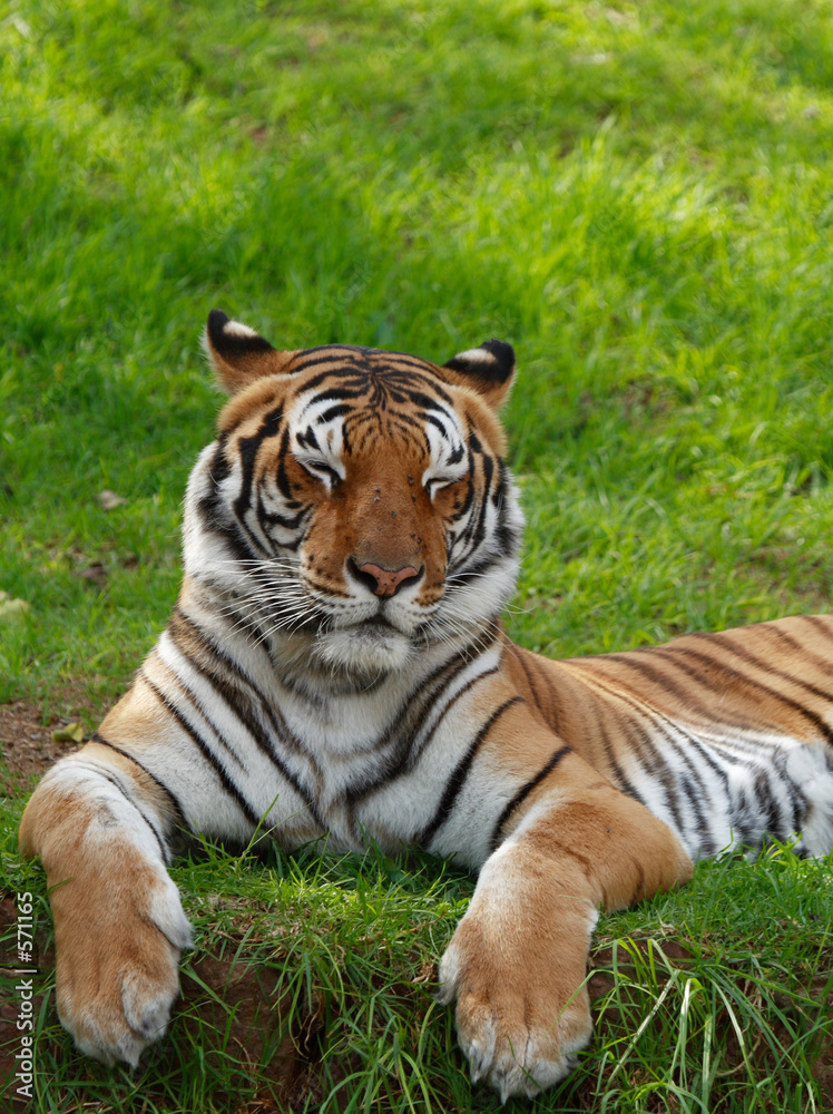 tiger with closed eyes