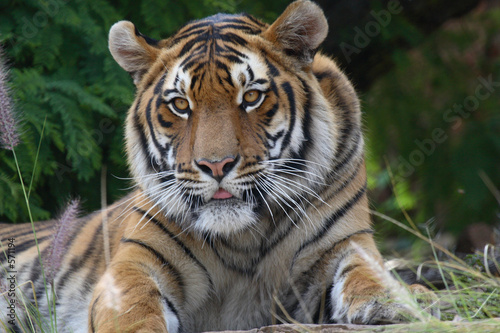 tiger stare © Duey