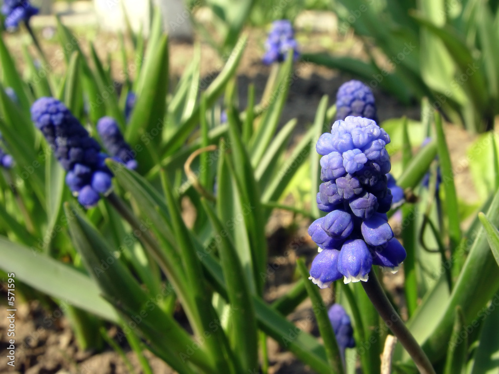 flowers in garden