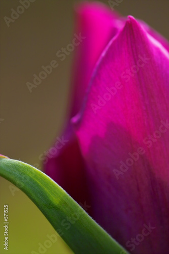 purple tulip