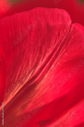 red tulip