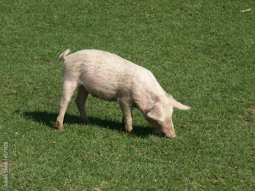 yangest pig on the grass