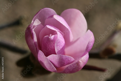 fleurs de magnolia