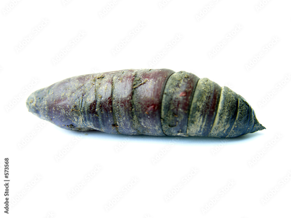 wormy creature wormy creature