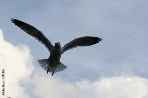 gliding gull