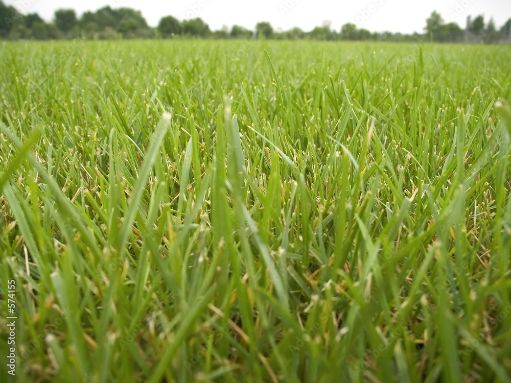 Obraz premium bugs eye view