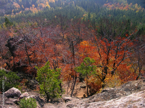 autumn forest, landscape