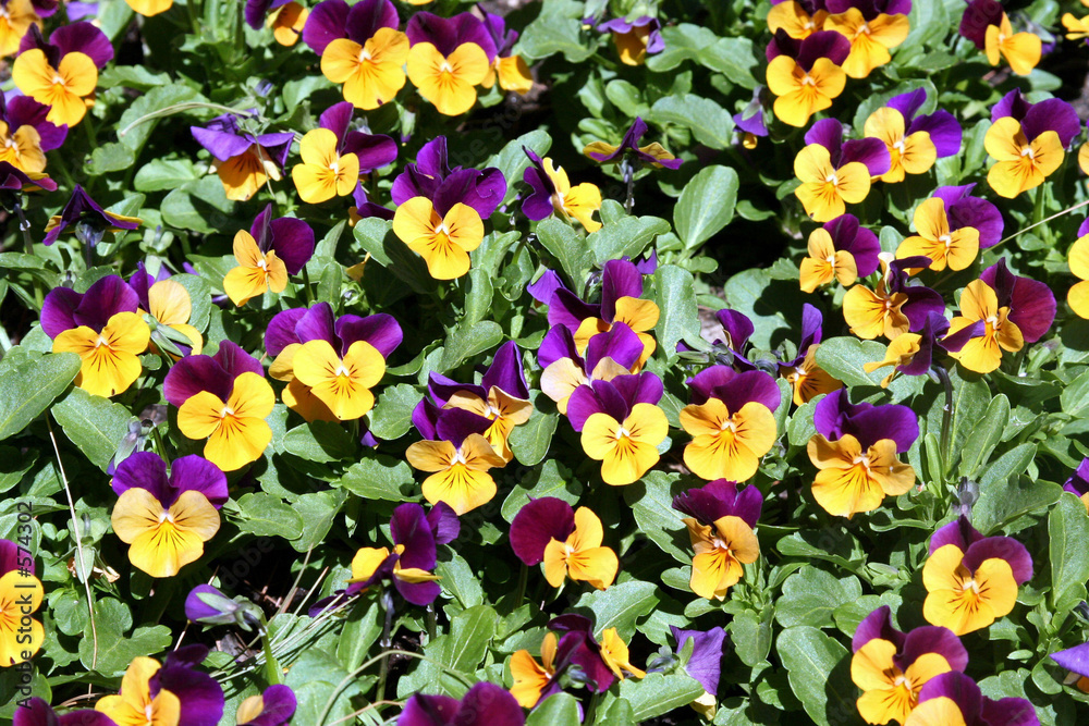 spring flowers in the garden spring flowers in the garden