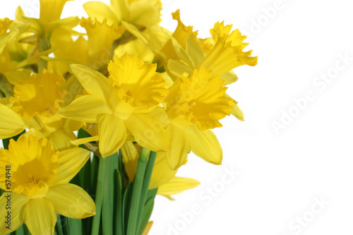 close-up of daffodils