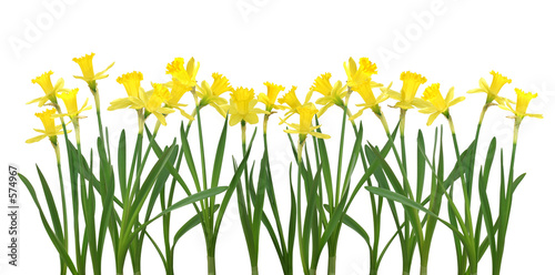 Fototapeta Naklejka Na Ścianę i Meble -  daffodil banner