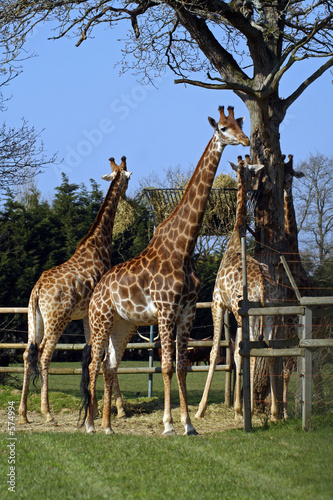 girafes