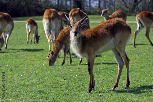antilope d afrique