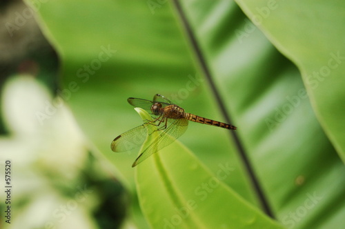 mr dragonfly © Arshad Abdullah