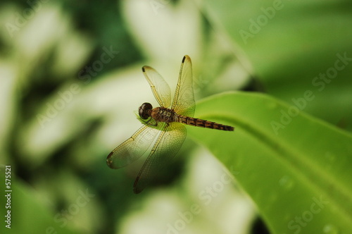 mr dragonfly © Arshad Abdullah