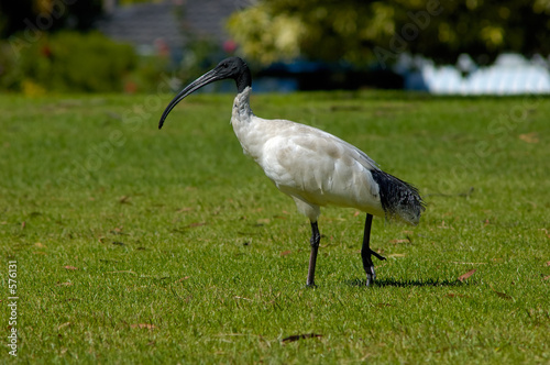 australian sacred ibis