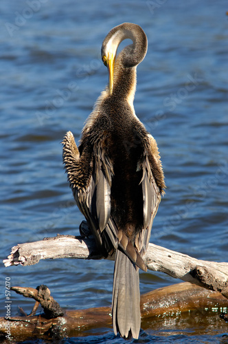 darter