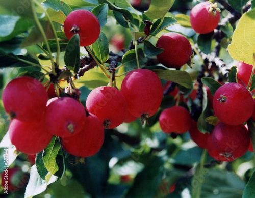 crab apple red