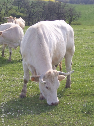 la vache en plein festin photo