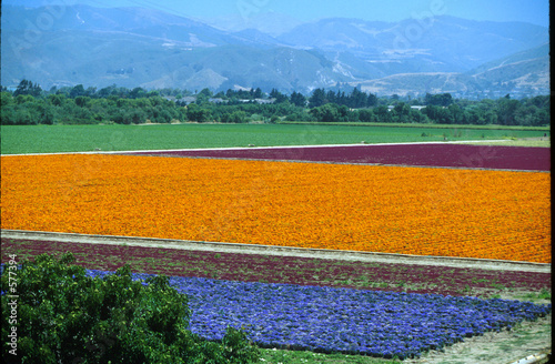 lompoc flowers