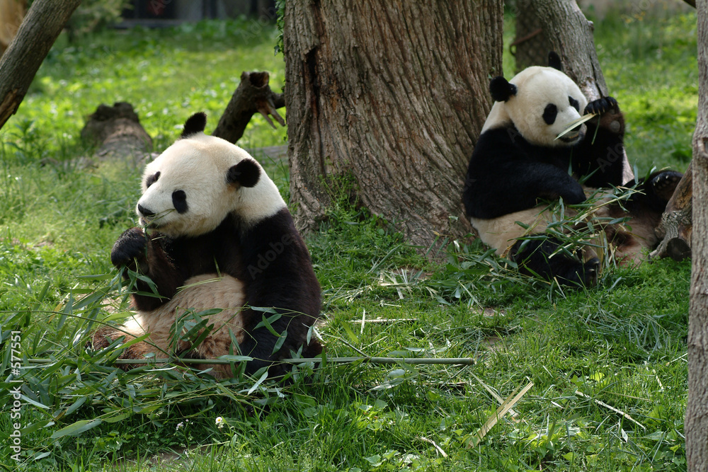 Fotografie giant pandas feeding