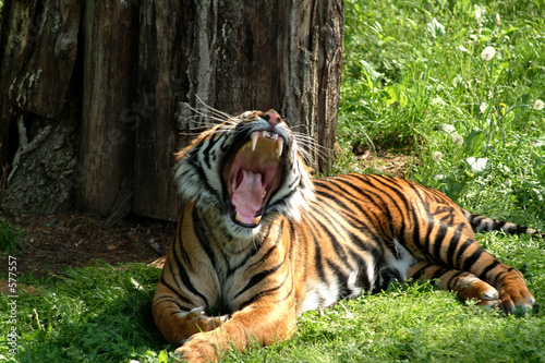tiger showing teeth © Michael Flippo