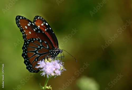 monarch butterfly © Michael Flippo