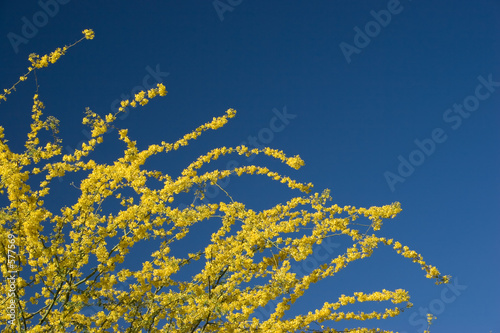 Fototapeta Naklejka Na Ścianę i Meble -  arizona yellow blue