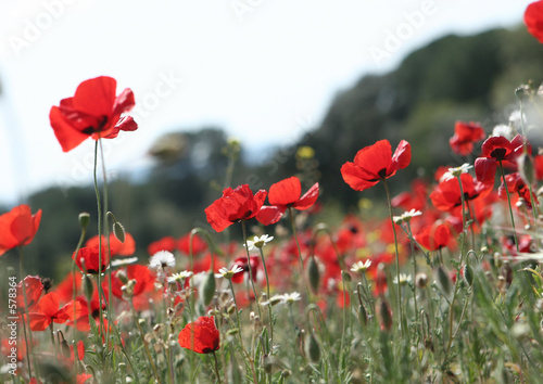 Fototapeta Naklejka Na Ścianę i Meble -  Champs de coquelicots