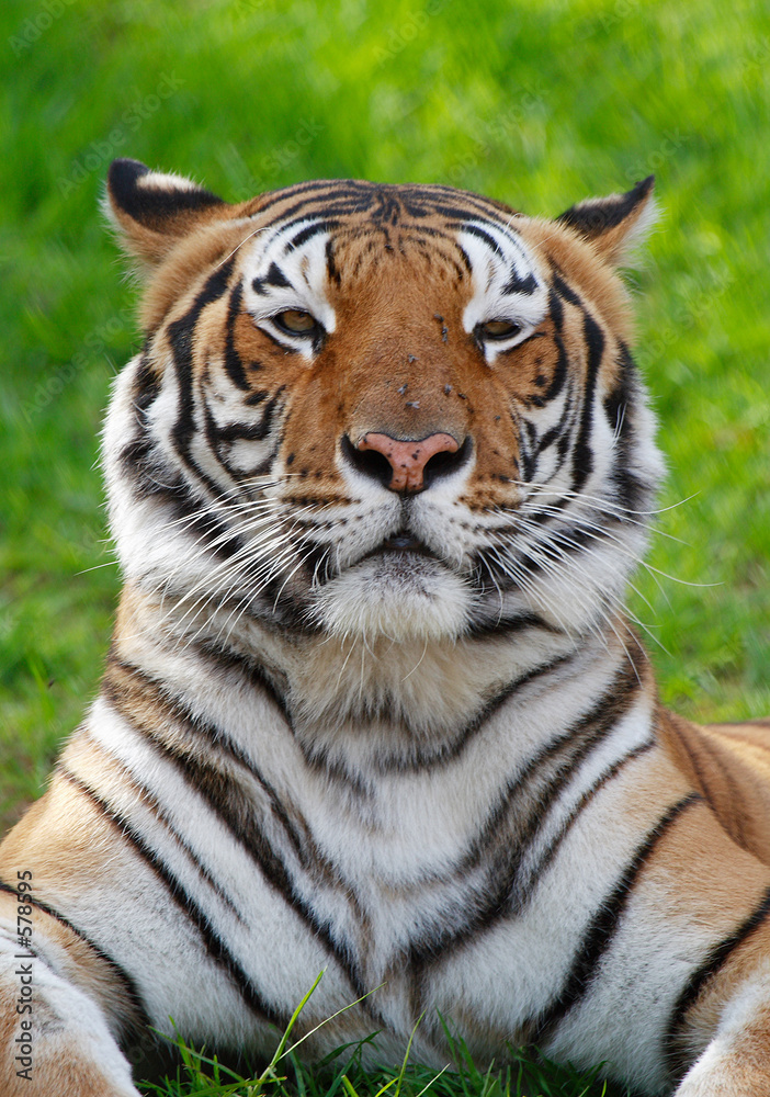 tiger on grass tiger on grass